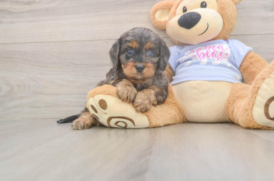Best Cavapoo Baby