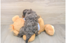 Adorable Cavalier King Charles Spaniel and Poodle Mix Poodle Mix Puppy