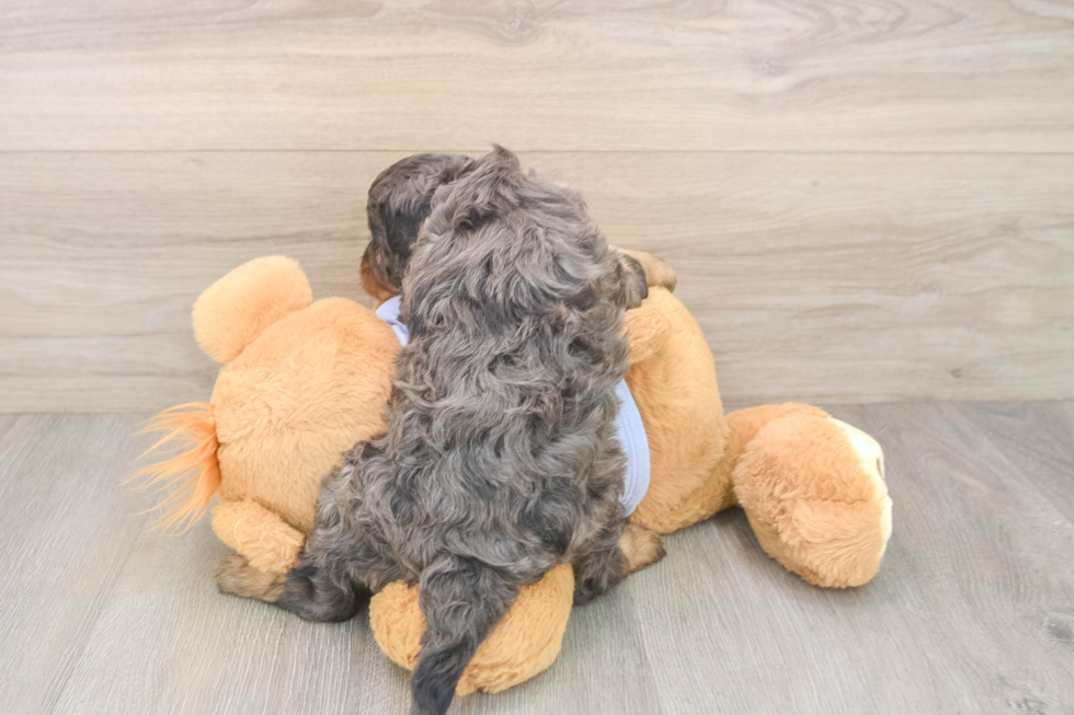Adorable Cavalier King Charles Spaniel and Poodle Mix Poodle Mix Puppy