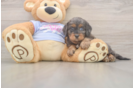 Best Cavapoo Baby