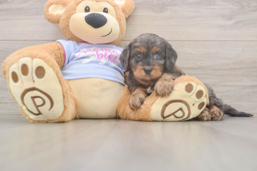 Best Cavapoo Baby