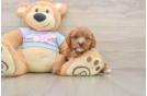 Smart Cavapoo Poodle Mix Pup