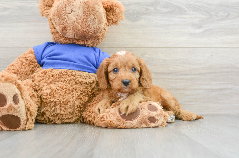 8 week old Cavapoo Puppy For Sale - Pilesgrove Pups