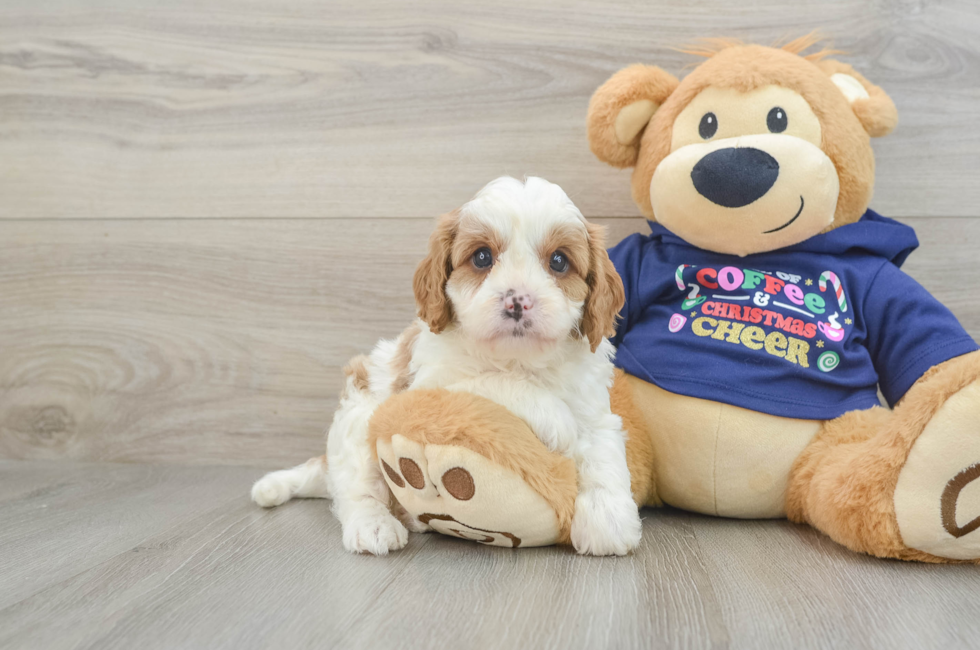 5 week old Cavapoo Puppy For Sale - Pilesgrove Pups