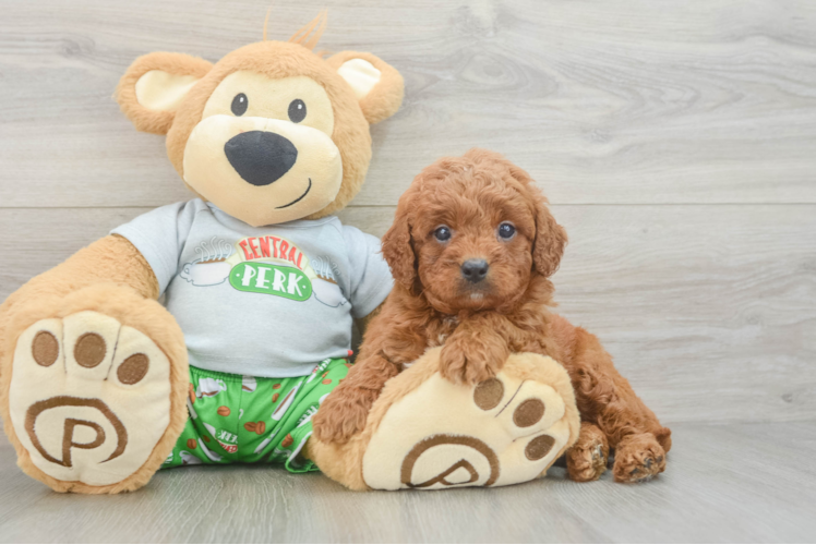 Cavapoo Pup Being Cute