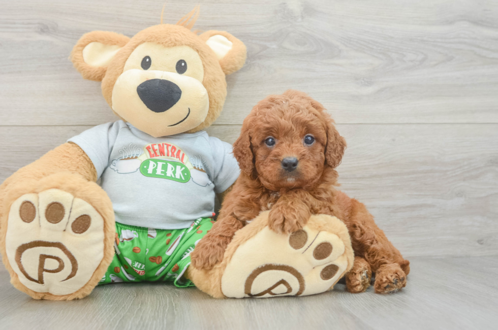 6 week old Cavapoo Puppy For Sale - Pilesgrove Pups