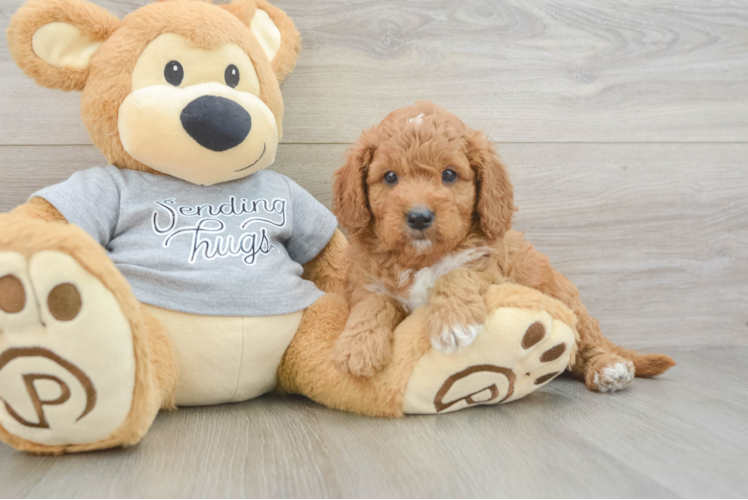 Small Cavapoo Baby