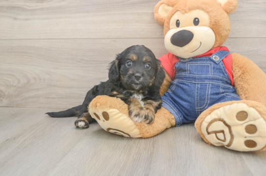 5 week old Cavapoo Puppy For Sale - Pilesgrove Pups Best Cavapoo Baby