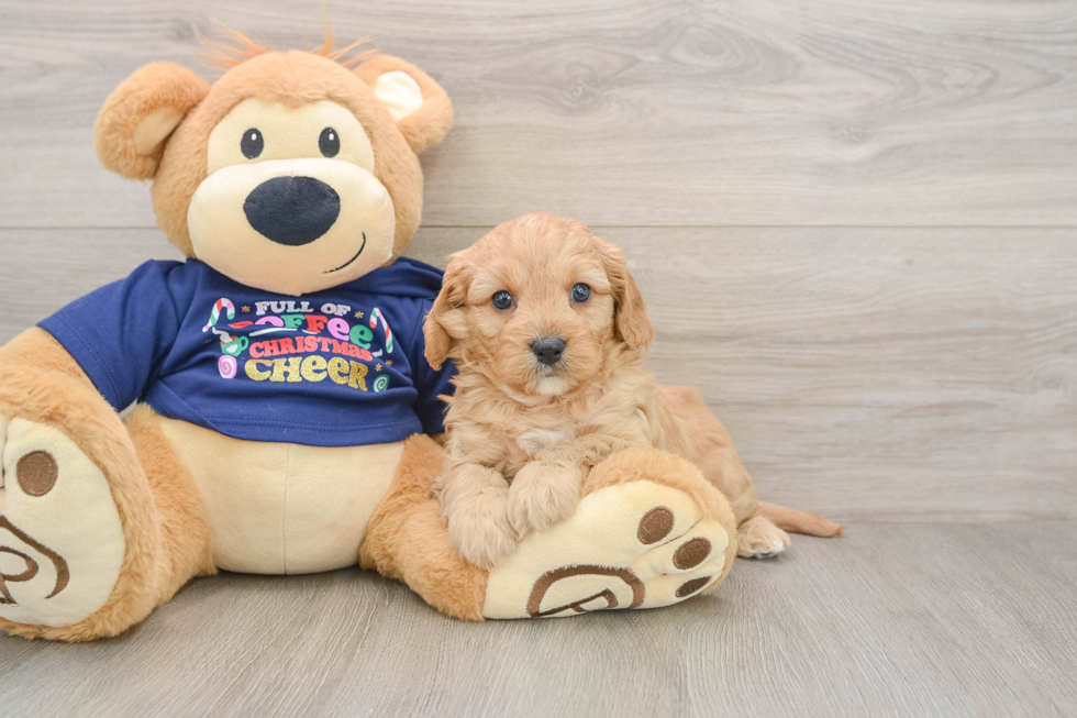 Funny Cavapoo Poodle Mix Pup