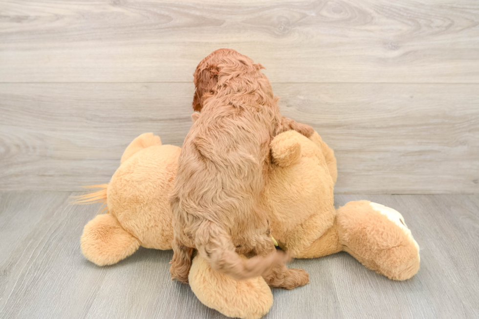 Cute Cavapoo Baby