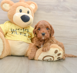 8 week old Cavapoo Puppy For Sale - Pilesgrove Pups