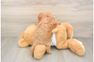 Cavapoo Puppy for Adoption