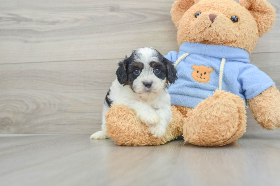 5 week old Cavapoo Puppy For Sale - Pilesgrove Pups