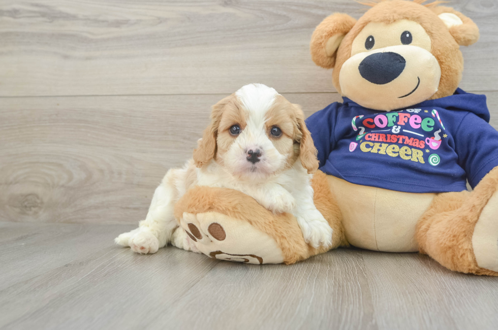 5 week old Cavapoo Puppy For Sale - Pilesgrove Pups