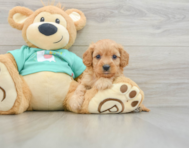 8 week old Cavapoo Puppy For Sale - Pilesgrove Pups