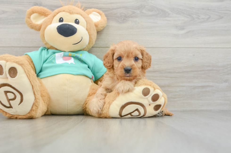 6 week old Cavapoo Puppy For Sale - Pilesgrove Pups