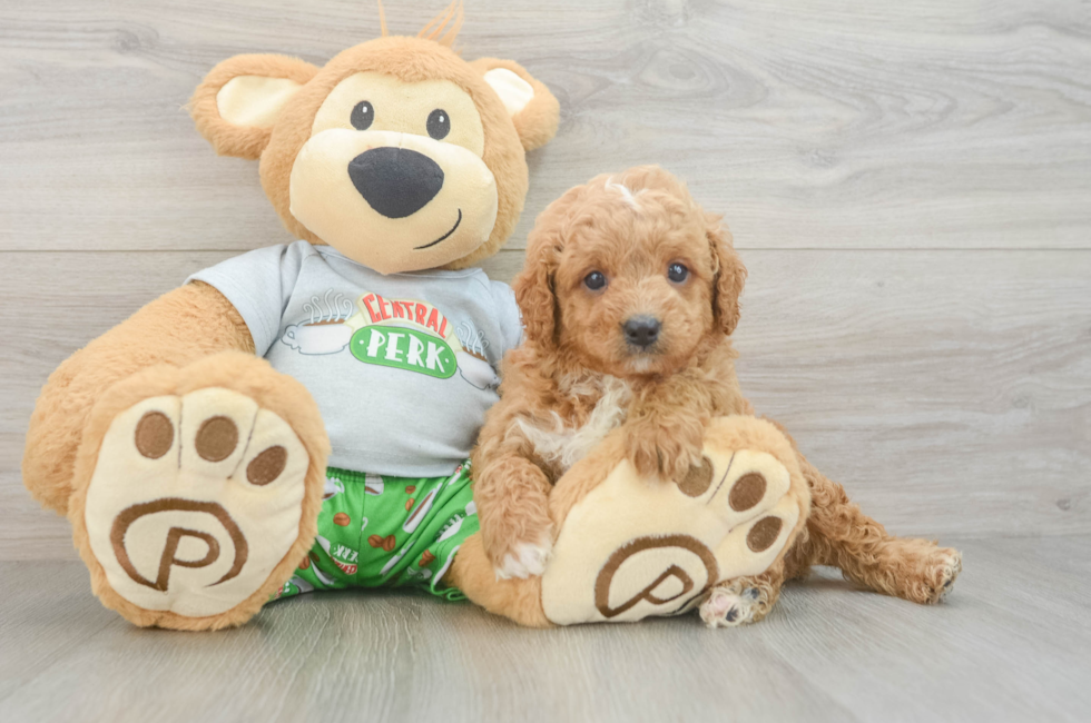 6 week old Cavapoo Puppy For Sale - Pilesgrove Pups