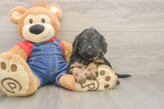 5 week old Cavapoo Puppy For Sale - Pilesgrove Pups Friendly Cavapoo Baby