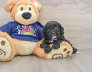 6 week old Cavapoo Puppy For Sale - Pilesgrove Pups