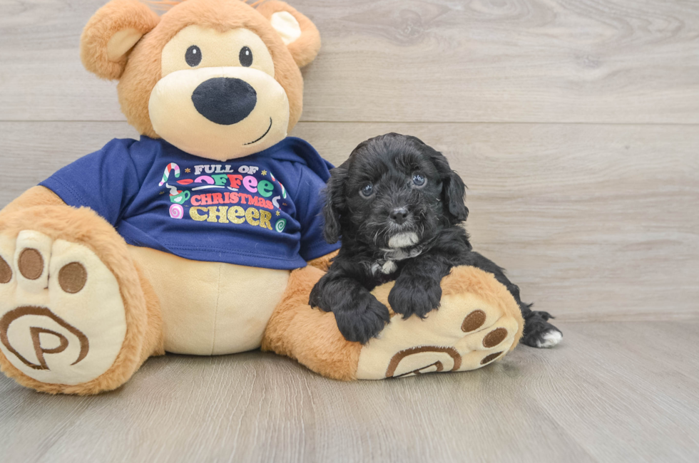 5 week old Cavapoo Puppy For Sale - Pilesgrove Pups