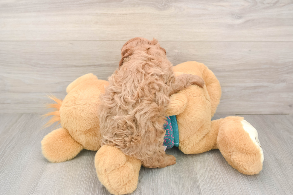 Cavapoo Pup Being Cute