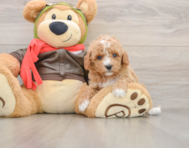 8 week old Cavapoo Puppy For Sale - Pilesgrove Pups