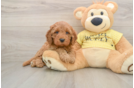Petite Cavapoo Poodle Mix Pup