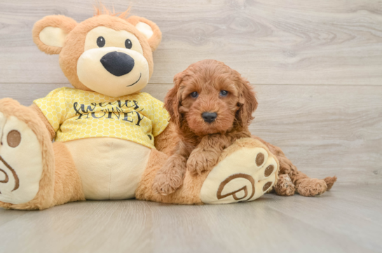 Cavapoo Pup Being Cute