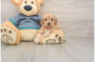 Little Cavipoo Poodle Mix Puppy