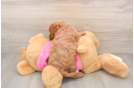 Best Cavapoo Baby