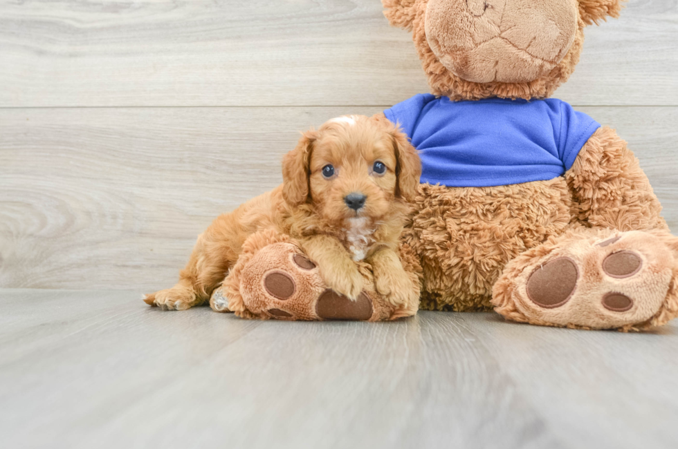 8 week old Cavapoo Puppy For Sale - Pilesgrove Pups