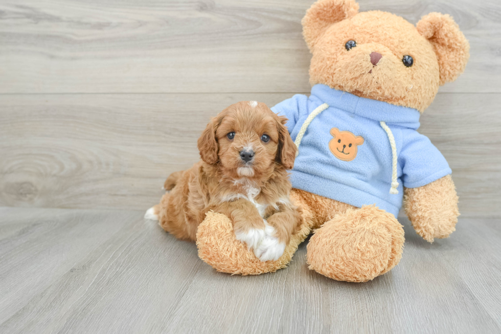 Funny Cavapoo Poodle Mix Pup