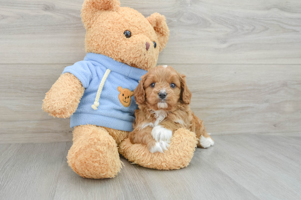 5 week old Cavapoo Puppy For Sale - Pilesgrove Pups