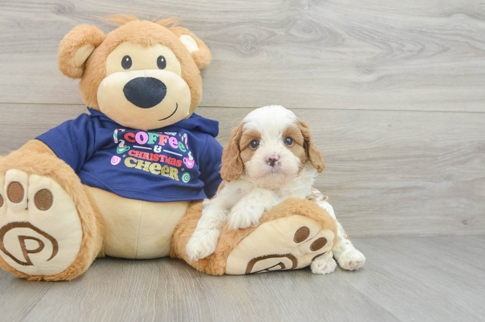 5 week old Cavapoo Puppy For Sale - Pilesgrove Pups