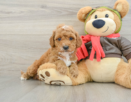 7 week old Cavapoo Puppy For Sale - Pilesgrove Pups