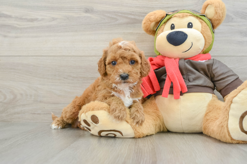 7 week old Cavapoo Puppy For Sale - Pilesgrove Pups