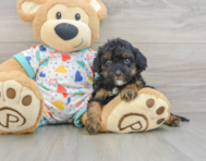 8 week old Cavapoo Puppy For Sale - Pilesgrove Pups