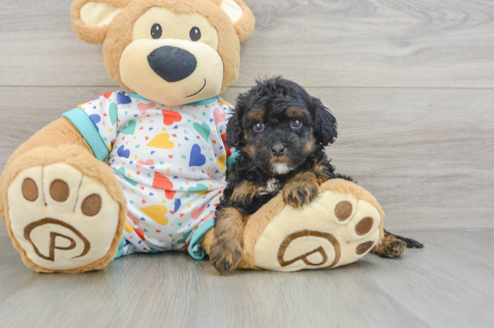 8 week old Cavapoo Puppy For Sale - Pilesgrove Pups