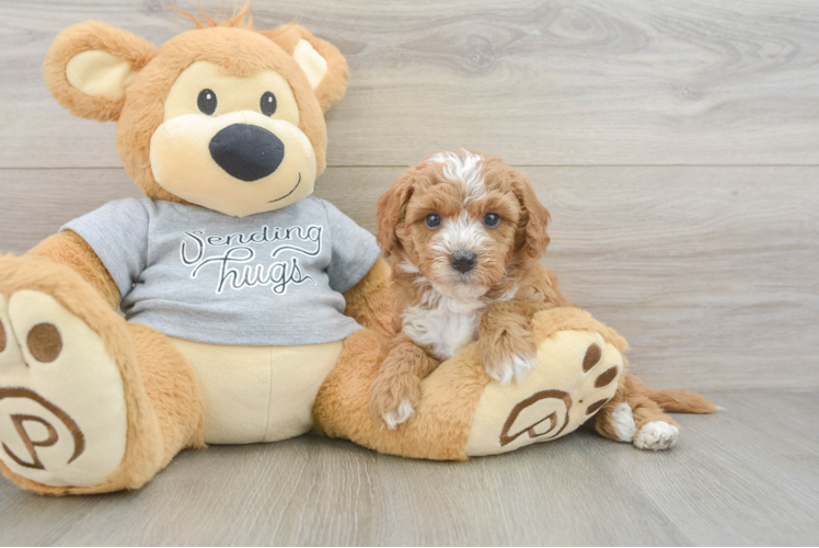 Best Cavapoo Baby