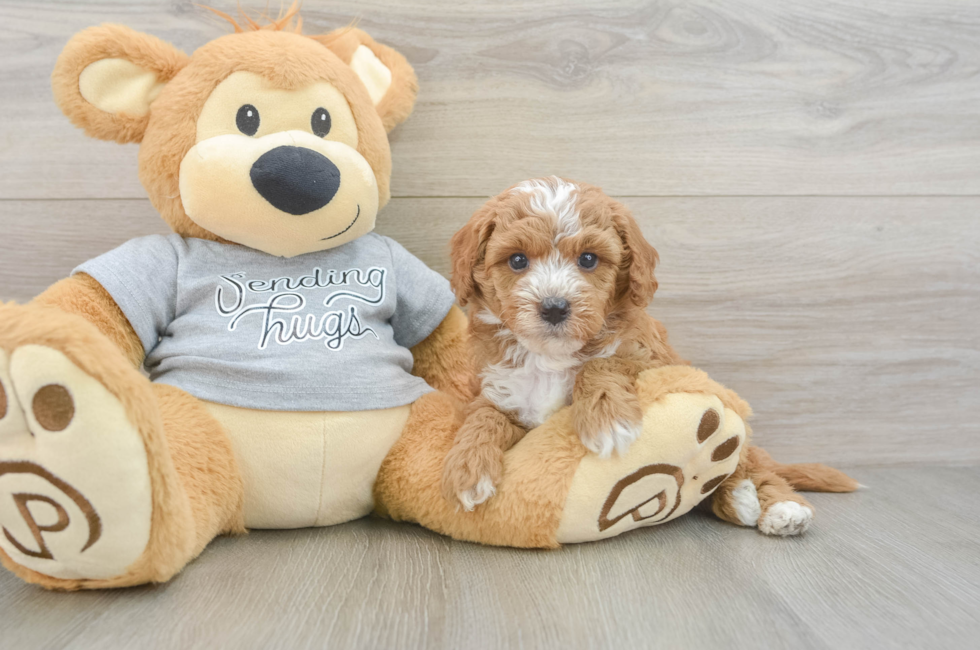 6 week old Cavapoo Puppy For Sale - Pilesgrove Pups