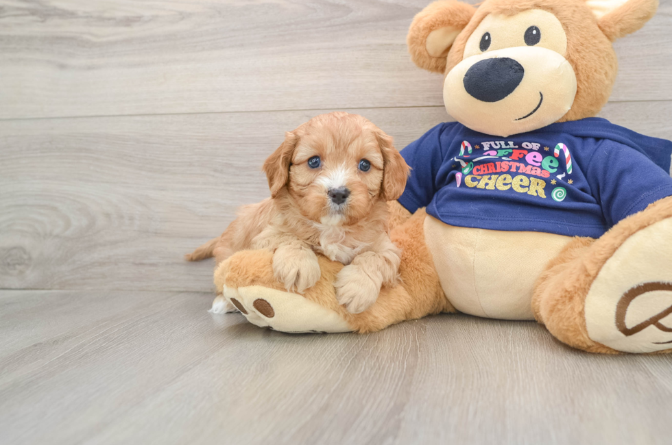 5 week old Cavapoo Puppy For Sale - Pilesgrove Pups