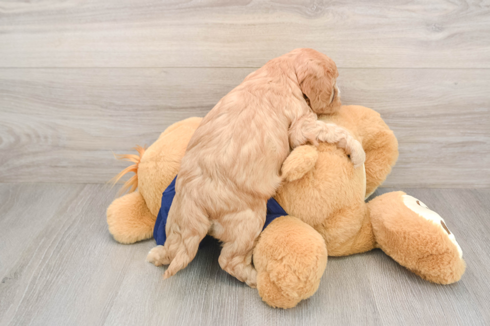Petite Cavapoo Poodle Mix Pup
