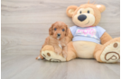 Cavapoo Puppy for Adoption