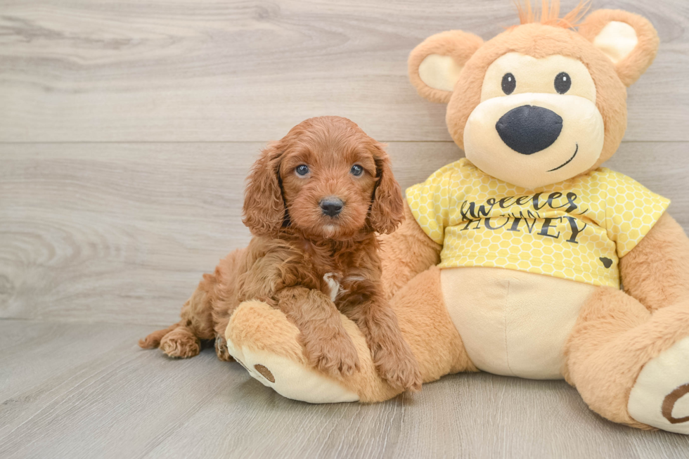 Small Cavapoo Baby