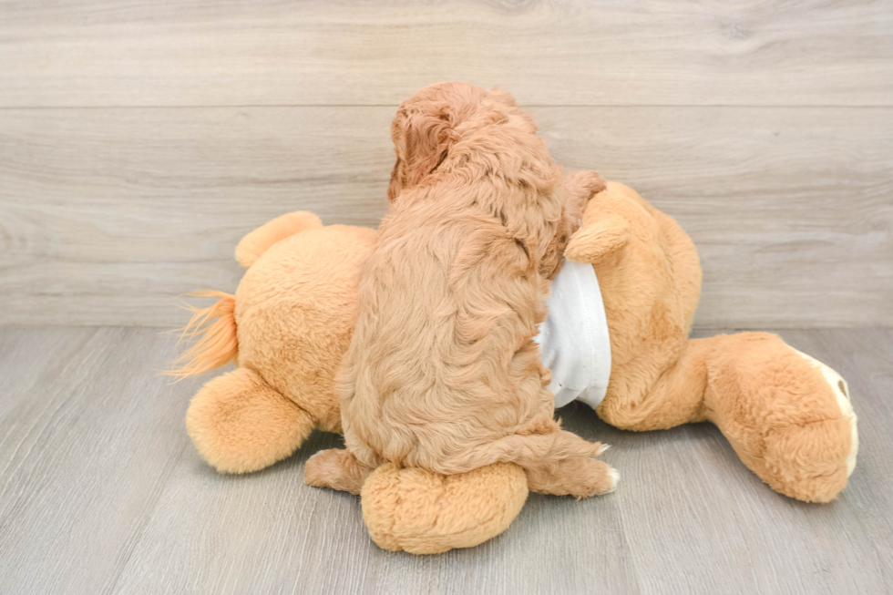 Funny Cavapoo Poodle Mix Pup