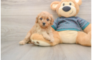 Adorable Cavalier King Charles Spaniel and Poodle Mix Poodle Mix Puppy