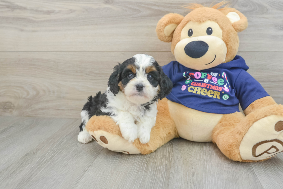 Hypoallergenic Cavadoodle Poodle Mix Puppy