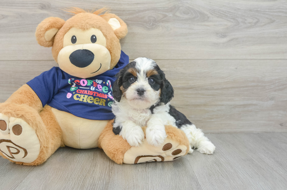 5 week old Cavapoo Puppy For Sale - Pilesgrove Pups