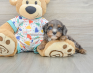 8 week old Cavapoo Puppy For Sale - Pilesgrove Pups