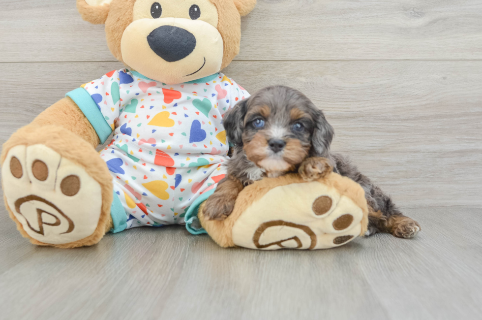 7 week old Cavapoo Puppy For Sale - Pilesgrove Pups